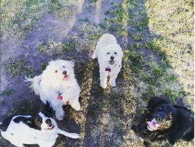 Mis mascotas Mis mascotas