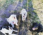 Mis mascotas Mis mascotas