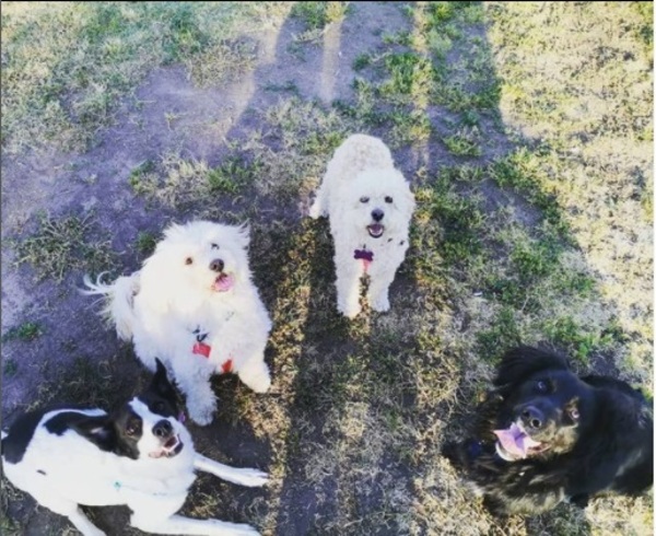 Mis mascotas Mis mascotas