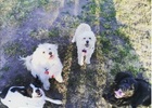 Mis mascotas Mis mascotas