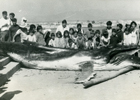 Cetáceo varado en el muelle