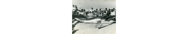 Cetáceo varado en el muelle