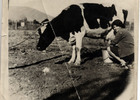 La vaca lechera La vaca lechera