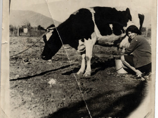 La vaca lechera