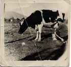 La vaca lechera La vaca lechera