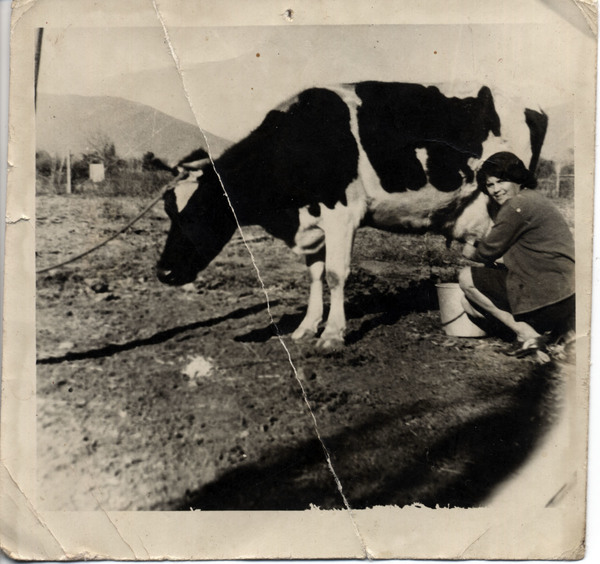 La vaca lechera La vaca lechera