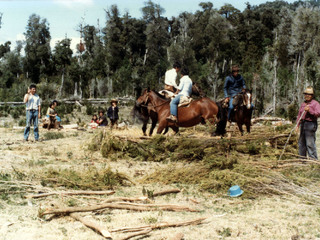 Trilla sector de Huiro Trilla sector de Huiro