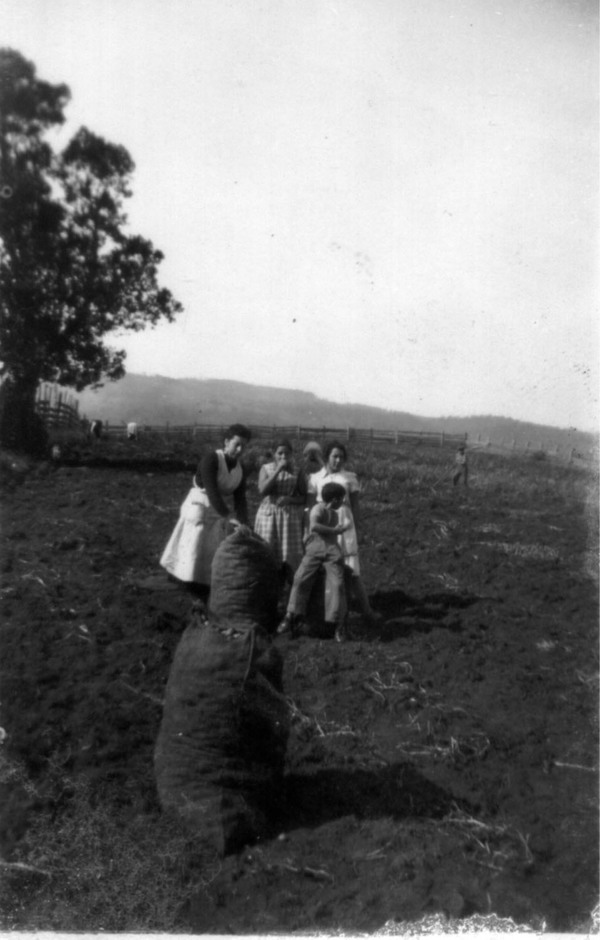Cosecha de papas Cosecha de papas