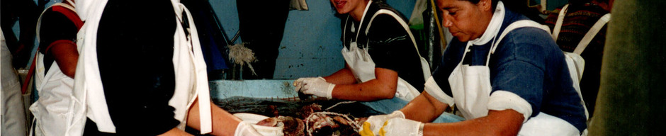 Mujeres Operarias de Cultivo Mujeres Operarias de Cultivo