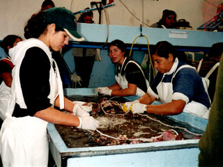 Mujeres Operarias de Cultivo