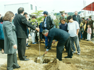 Plantación de árbol