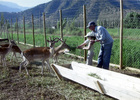 Criadero de ciervos