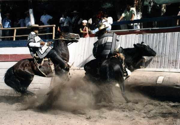 Atajando a novillo Atajando a novillo