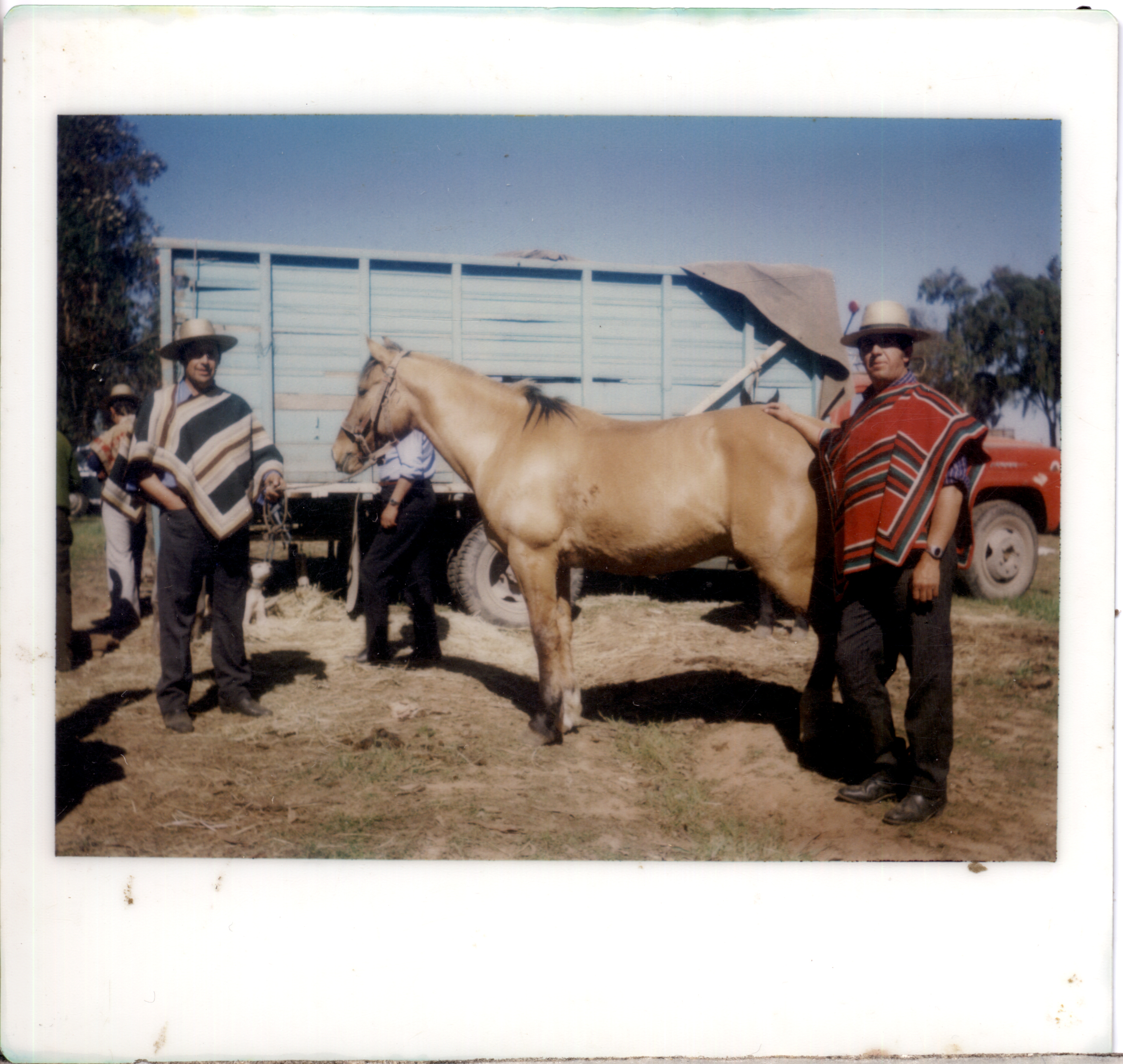 Caballo Gangozo