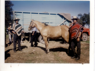 Caballo Gangozo