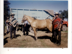 Caballo Gangozo