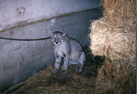 Captura de puma