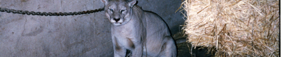 Captura de puma Captura de puma