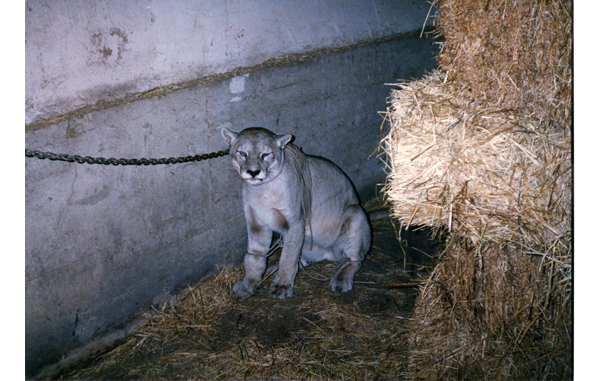 Captura de puma Captura de puma