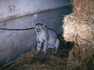 Captura de puma Captura de puma