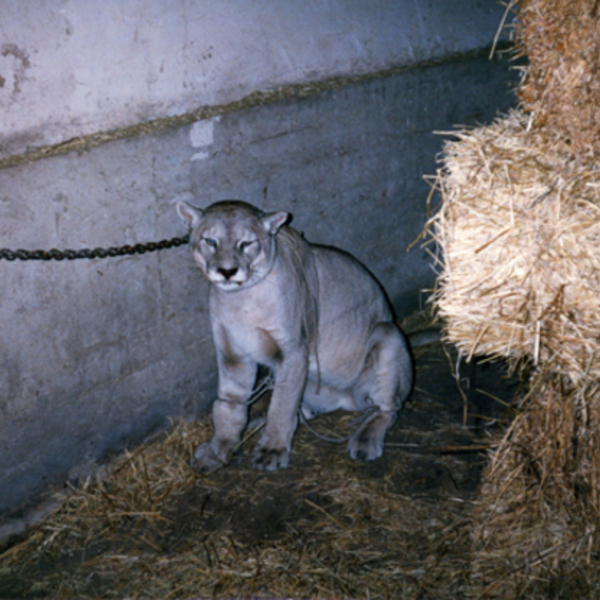 Captura de puma