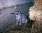 Captura de puma Captura de puma