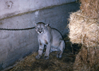 Captura de puma Captura de puma