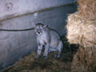 Captura de puma Captura de puma