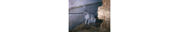 Captura de puma