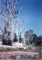 Bosque de Los Cuervos Bosque de Los Cuervos