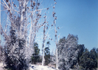 Bosque de Los Cuervos