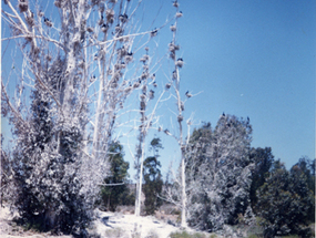 Bosque de Los Cuervos