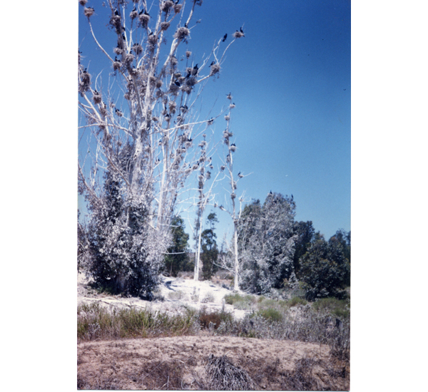 Bosque de Los Cuervos