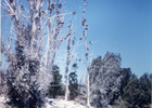 Bosque de Los Cuervos