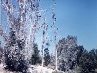 Bosque de Los Cuervos