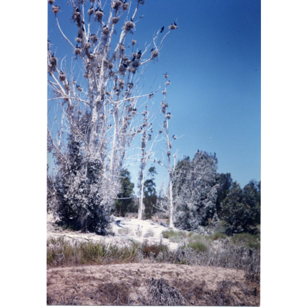 Bosque de Los Cuervos