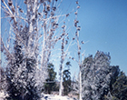 Bosque de Los Cuervos