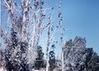 Bosque de Los Cuervos