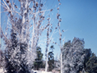 Bosque de Los Cuervos