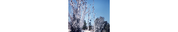 Bosque de Los Cuervos