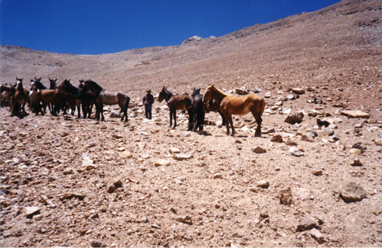 Tropilla de mulares y caballos Tropilla de mulares y caballos
