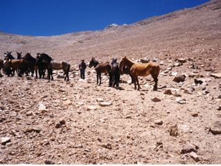 Tropilla de mulares y caballos