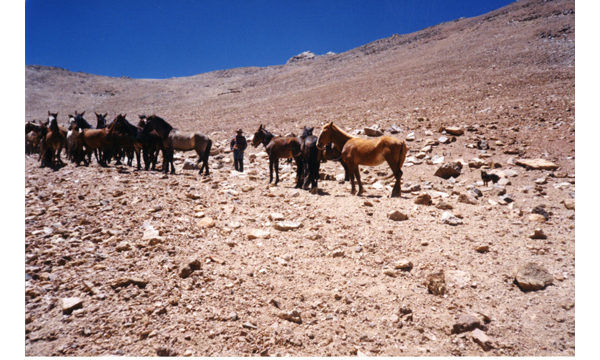 Tropilla de mulares y caballos