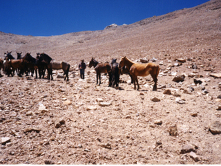 Tropilla de mulares y caballos