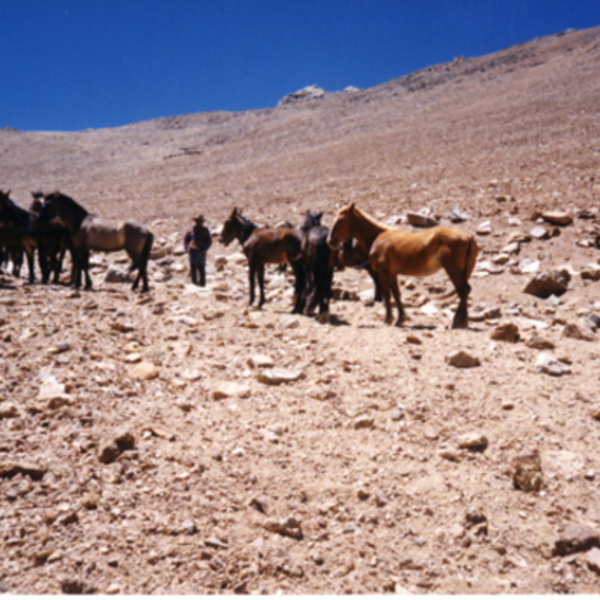 Tropilla de mulares y caballos