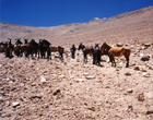 Tropilla de mulares y caballos