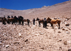 Tropilla de mulares y caballos