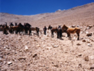 Tropilla de mulares y caballos