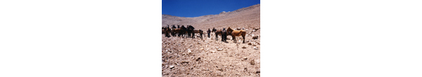 Tropilla de mulares y caballos