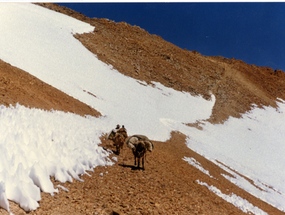 Veranadas en la cordillera de los Andes